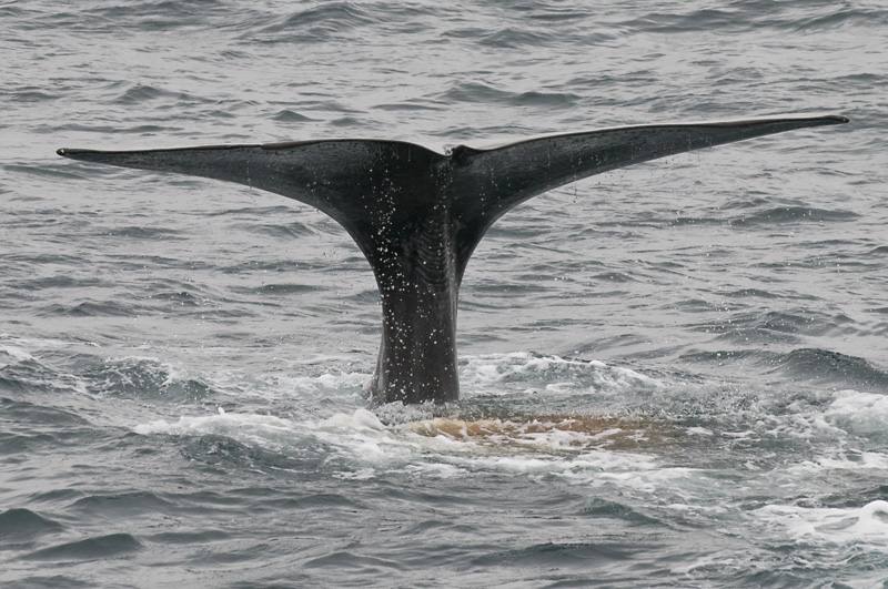 60 Valas Pyrsto 7.jpg - Kaskelotti voi sukeltaa jopa 3 km syvyyteen